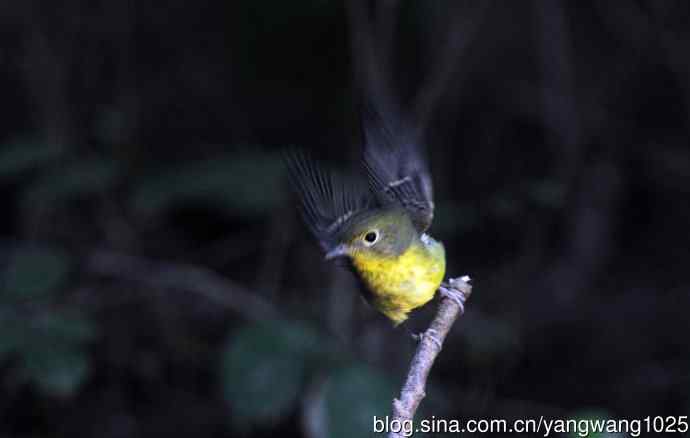 北京天坛公园的鸟类——雌性绿背姬鶲（11）