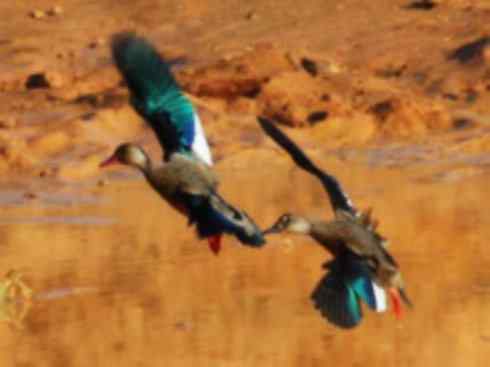 欣赏：美丽的栖鸭2