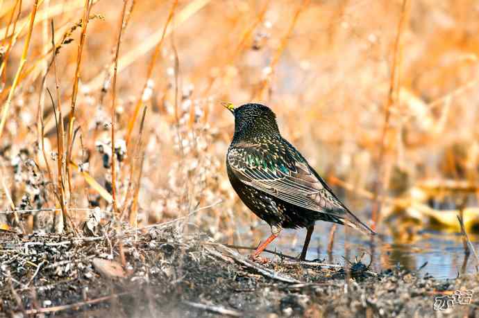 3月27日北京野鸭湖一组原画幅鸟片