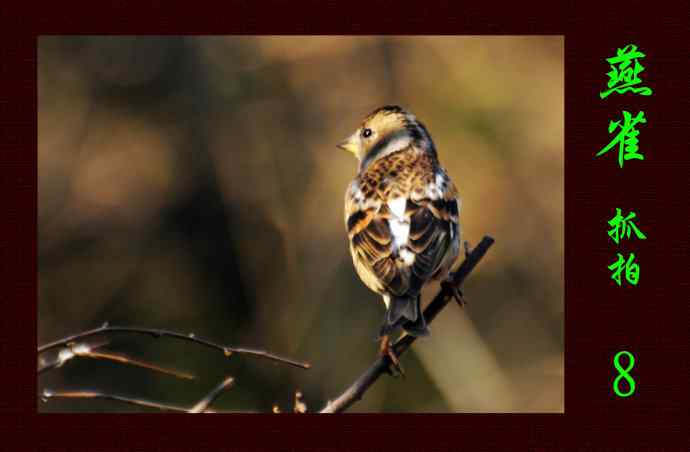 燕雀（抓拍）8
