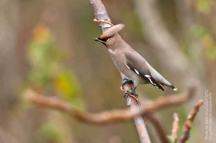 大太平鸟鈥斺斊砼翁