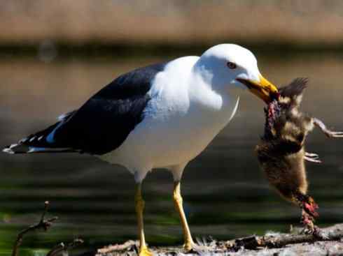 白头鸟系列:另类的美丽(黑背鸥) 白头鸟系列:另类的美丽(黑背鸥)