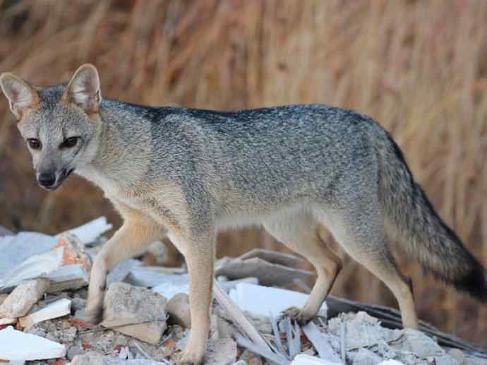 犬科：狐亚科伪狐属之高地狐、河狐、秘鲁狐