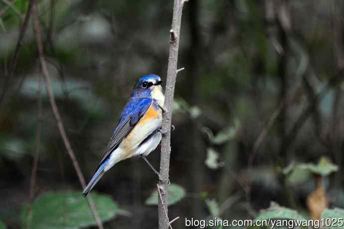 雄性红胁蓝尾鸲（14）