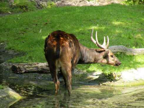 麒麟：传说的兽原型探秘（梅花鹿）