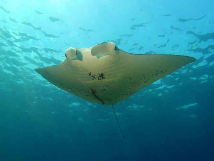 鱼类活化石：锯鳐