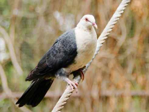 白头鸟系列：另类的美丽11（鸠鸽）