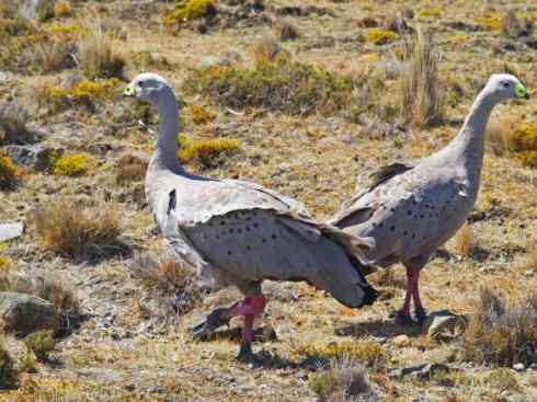 猎奇：十大奇异的雁鸭之三（瘤鸭、蜡嘴雁）