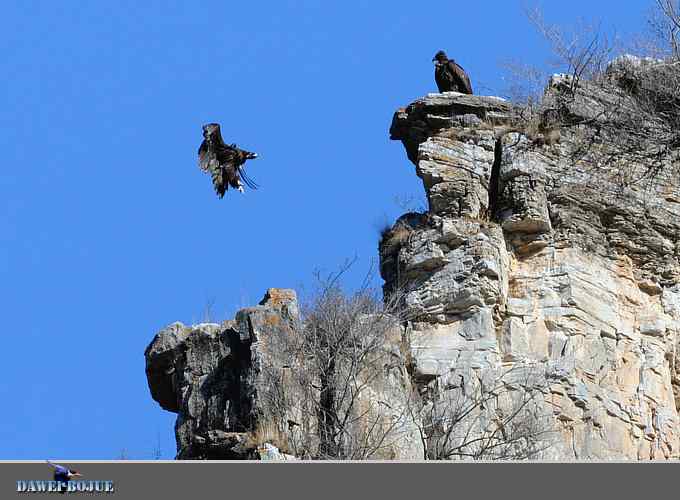 十渡秃鹫 wbr兀立山巅