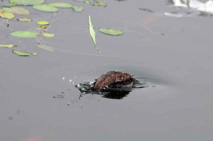 北京将府公园的鸟类——小鸊鷉