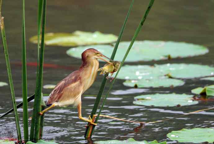 捕鱼的黄苇鳽（记实）1