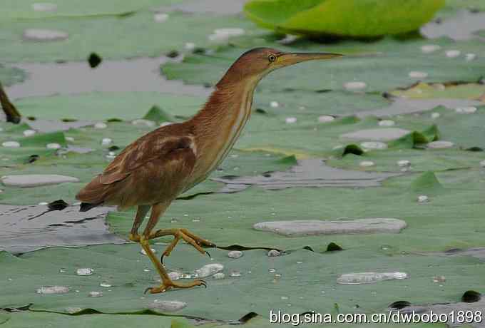 黄苇鳽--雅逸的小黄鹭