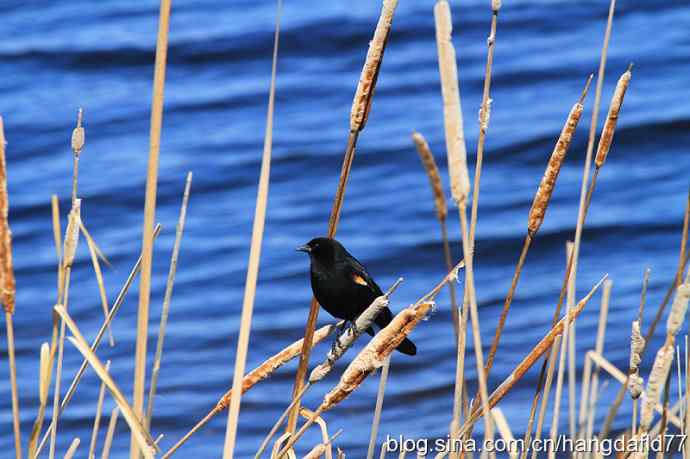 红翅黑鹂 红翅黑鹂