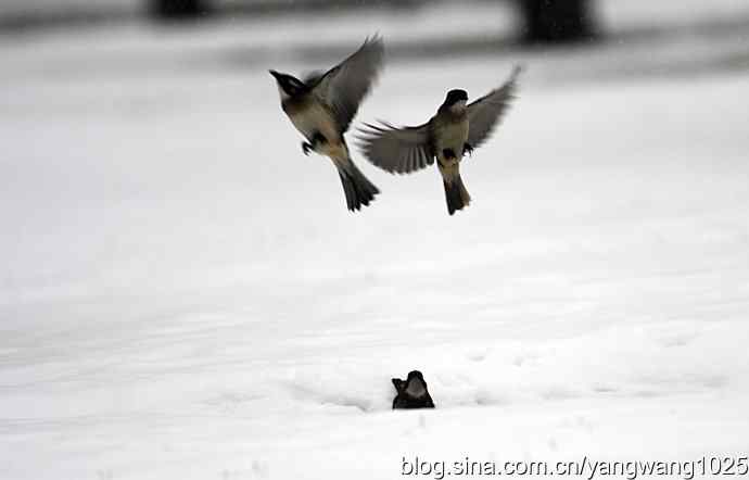 雪中的鸟儿