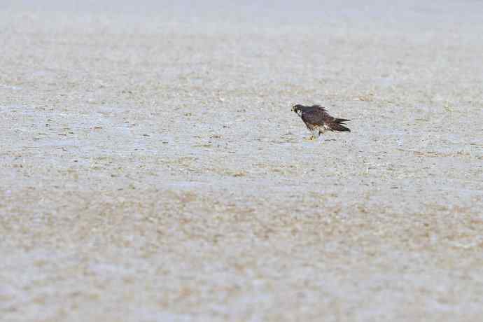 落地版游隼（摄于野鸭湖）
