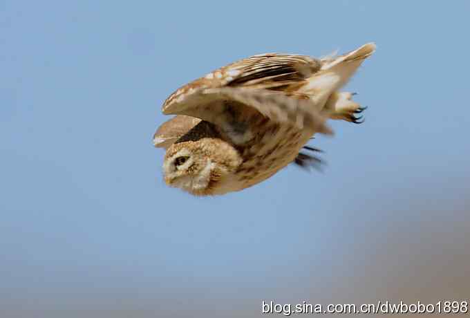 白河峡谷：鹮嘴儿小猫拍不够