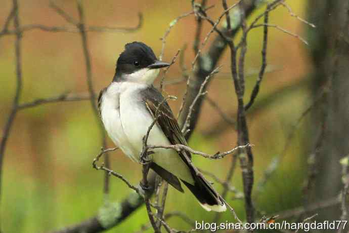美国鸟类摄影——东霸鹟：个子不大，却十分霸道