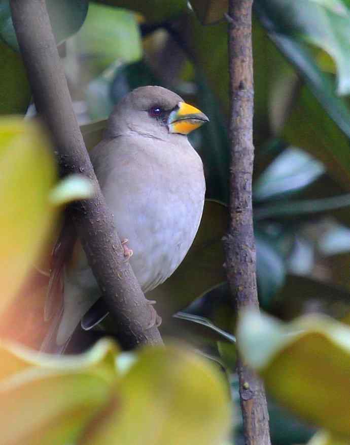 180.蜡嘴?(感谢K76705老师辨认:黑尾蜡嘴雀) 180.蜡嘴?(感谢K76705老师辨认:黑尾蜡嘴雀)