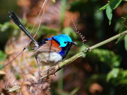 美丽无罪：雀鸟之鹩莺