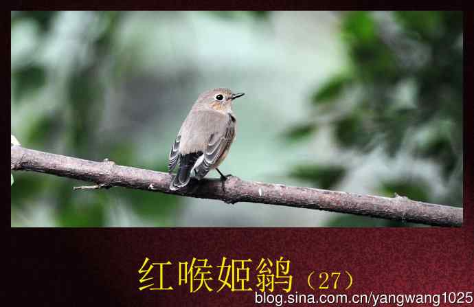 红喉姬鹟（27）