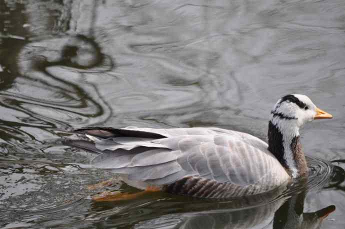 北京动物园的鸟类——斑头雁