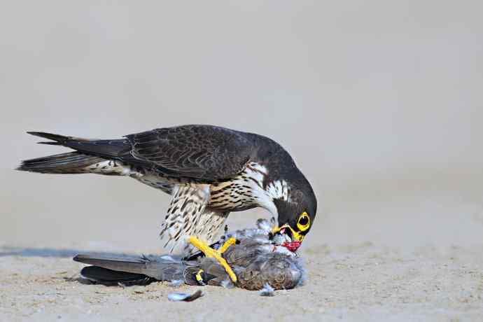 赏图鈥斺斕嵘诤奈幕