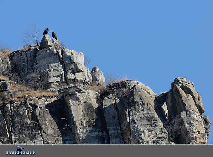 十渡秃鹫 wbr兀立山巅