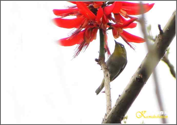 拍到鈥溞逖勰疋潯菊掌