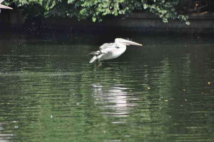 再次看到鹈鹕飞