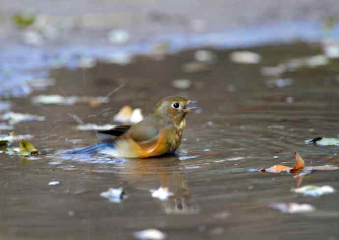 雌性红胁蓝尾鸲(7) 雌性红胁蓝尾鸲(7)