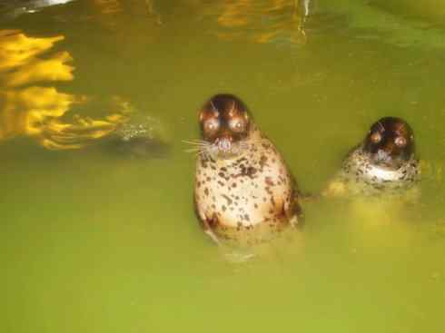 自然奇观：动物大迁徙(鳍足类)