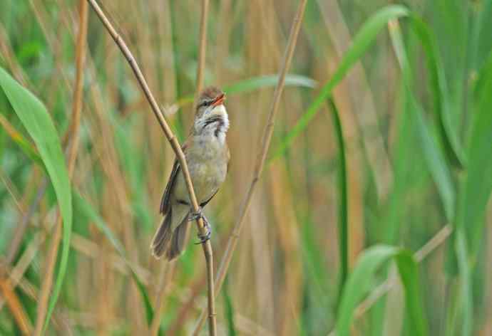 东方大苇莺（2）