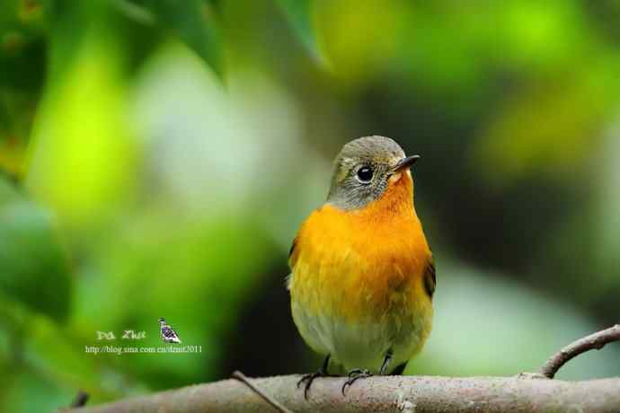 萌鸟鈥斺旔都l贺双十一