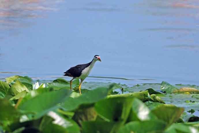 白胸苦恶鸟（2）