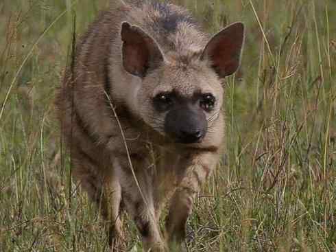 狈：传说的兽原型探秘（鬣狗）