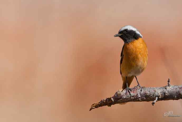 小鸟北红尾鸲&nbsp;wbr♂