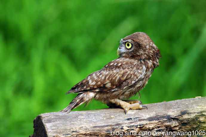 纵纹腹小鸮（1）