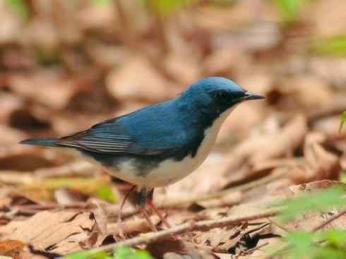 家禽驯化之源之二十七