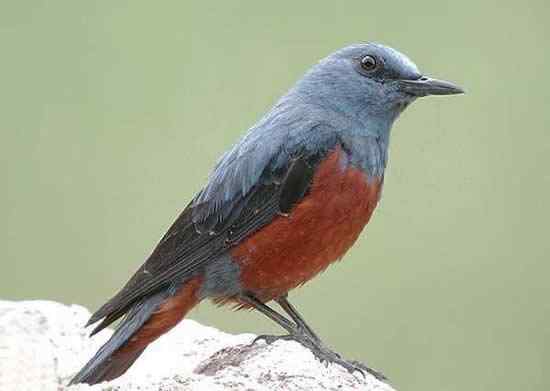 小偷偷走十几只蓝矶鸫