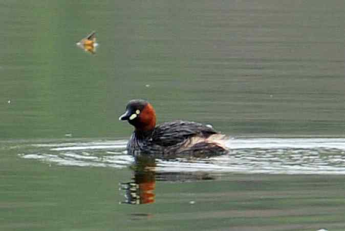 小掐架(圆明园)