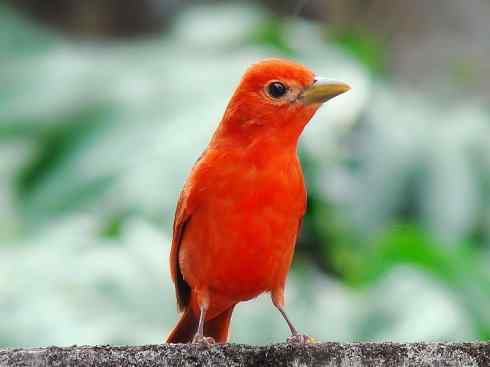 极品红色鸟类:玫红比蓝雀 极品红色鸟类:玫红比蓝雀