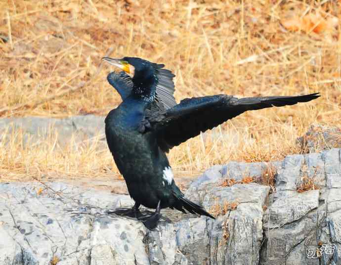 自我陶醉的鸬鹚 自我陶醉的鸬鹚