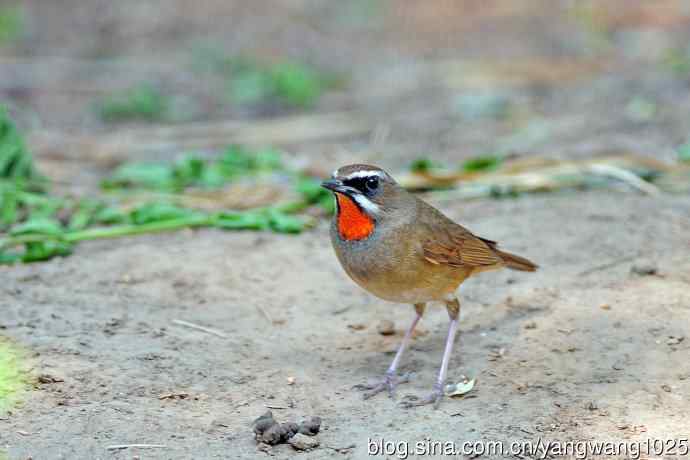 雄性红喉歌鸲(19) 雄性红喉歌鸲(19)