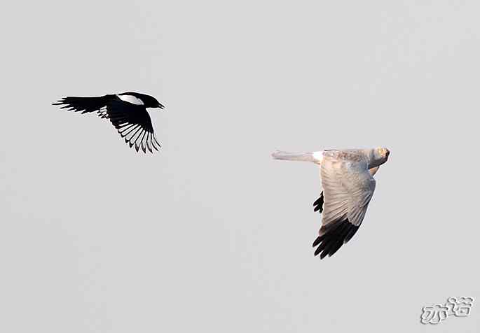 官厅水库&nbsp;wbr路&nbsp;wbr被喜鹊驱赶的白尾鹞