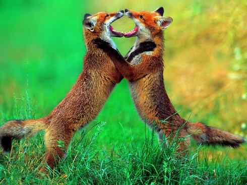 犬科：狐亚科狐属