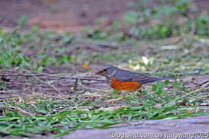 灰背鸫(2) 灰背鸫(2)