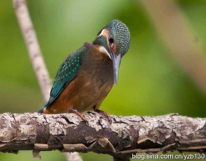 小翠吃蛙（组图，8张图片）