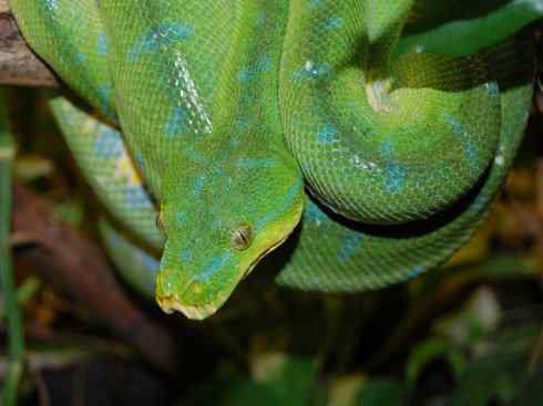 龙：传说的兽原型探秘（树蟒类）