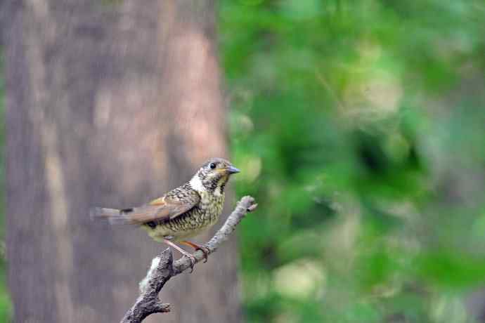 雌性白喉矶鸫（1）