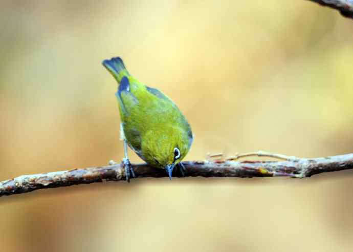 暗绿绣眼鸟(3) 暗绿绣眼鸟(3)